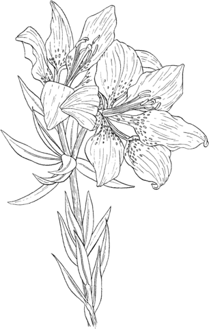 Lilium Philadelphicum Or Wild Orange Red Lily  Coloring Page